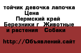 тойчик девочка лапочка  › Цена ­ 6 000 - Пермский край, Березники г. Животные и растения » Собаки   